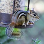 Get Rid of Chipmunks With These Humane Repellents