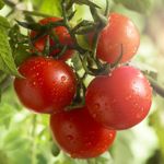 The Best Low-Carb Fruits and Vegetables
