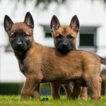 Is the Belgian Malinois the Perfect Dog for You?