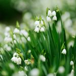 Lily of the Valley: A Guide to the Beautiful and Toxic Plant