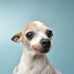 Tiny Dog, Big Heart: Facts About the Chihuahua