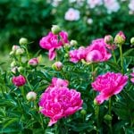 Create a Beautiful Deer-Resistant Garden Using These Plants