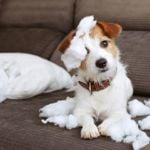 Hot Spots in Dogs: What Pet Parents Need To Know
