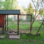 Build the Perfect Backyard Chicken Coop