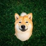 The Shiba Inu: Big Attitude in a Small Package