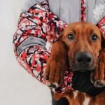 Rhodesian Ridgeback: A Perfect Choice for a Canine Companion