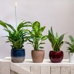 Shade-Loving Houseplants For Homes With Low Light