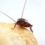How to Get Rid of Roaches for Good