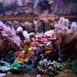 Saltwater Fish for Your Aquarium