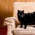 Black Cat Names That Are So Good, It's Spooky