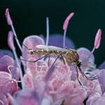 Prevent Mosquitoes With These Practical Plants