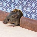 How to Deal With a Mouse Infestation