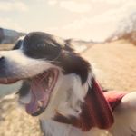 Celebrating Canines: Fun Ways to Spend National Dog Day