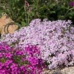 Low-Maintenance Ground Covering Plants for Your Yard
