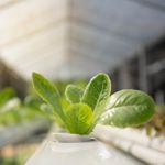 DIY Home Hydroponic Gardening Ideas