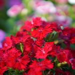 Red Flowers for Every Season