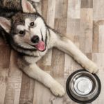 Big, Playful, and Furry: the Alaskan Malamute