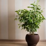 Spruce up Your Home With These Indoor Trees