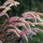 Reinvent Your Garden With Ornamental Grasses