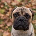 Bullmastiffs: Interesting Facts About This Majestic Canine