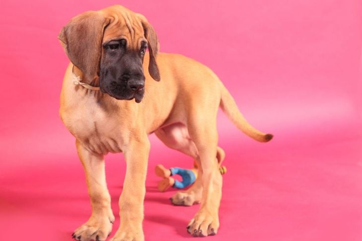 Gentle Giants: Everything You Need to Know About Great Danes