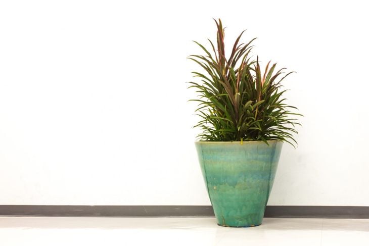 Transform Your Home with These Exotic Tropical Houseplants