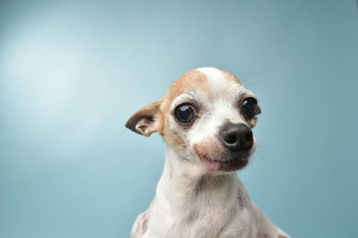 Tiny Dog, Big Heart: Facts About the Chihuahua