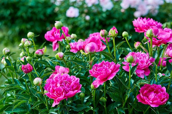 Create a Beautiful Deer-Resistant Garden Using These Plants