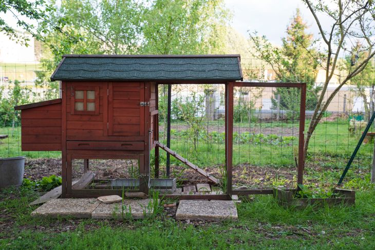 Build the Perfect Backyard Chicken Coop