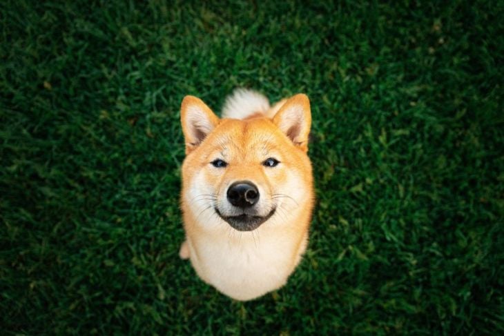 The Shiba Inu: Big Attitude in a Small Package