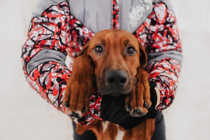 Rhodesian Ridgeback: A Perfect Choice for a Canine Companion