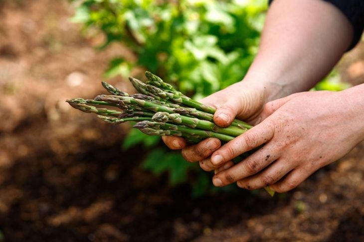 Dos and Don'ts When Starting An Asparagus Garden