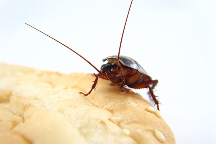 How to Get Rid of Roaches for Good
