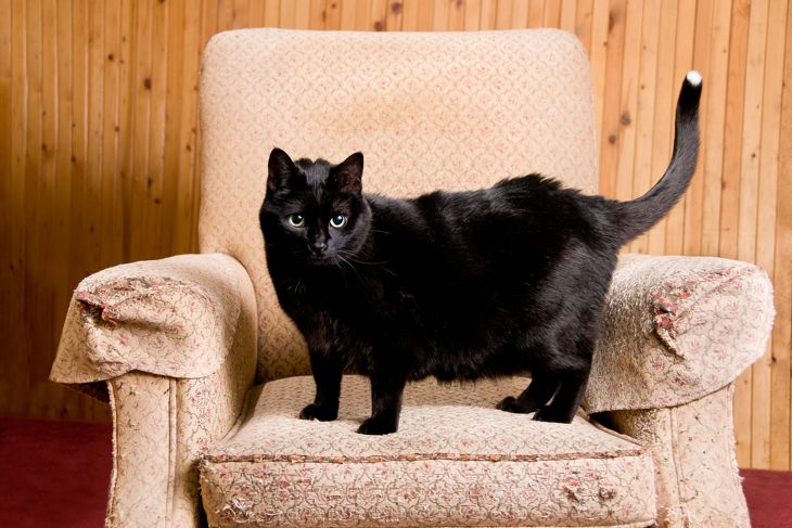 Black Cat Names That Are So Good, It's Spooky