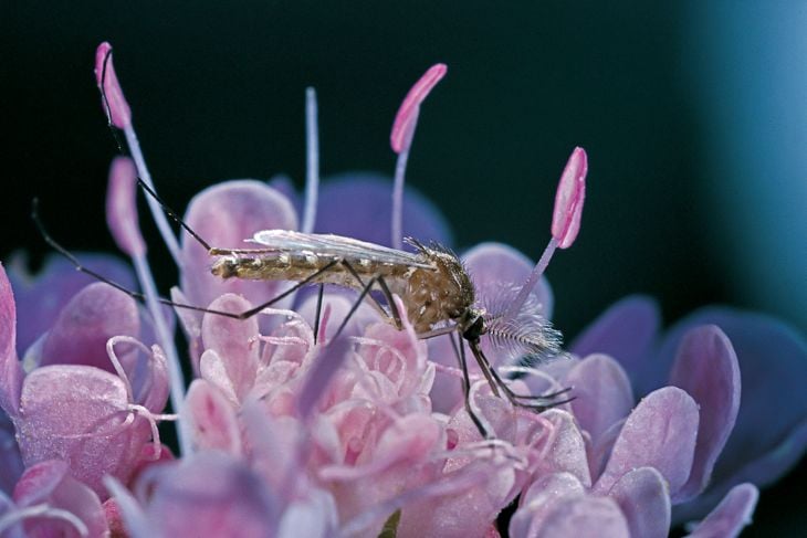 Prevent Mosquitoes With These Practical Plants