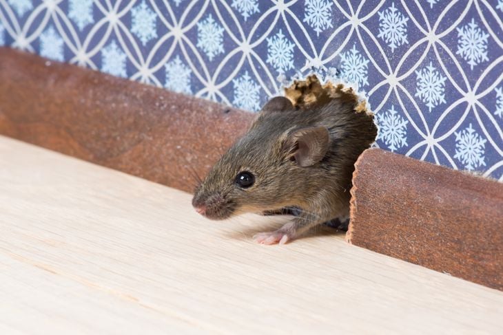 How to Deal With a Mouse Infestation