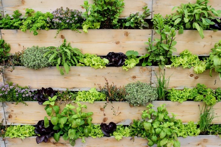 Take Your Green Thumb to New Heights With Vertical Gardening