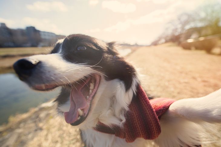 Celebrating Canines: Fun Ways to Spend National Dog Day