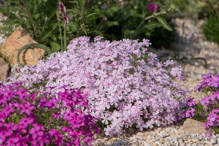 Low-Maintenance Ground Covering Plants for Your Yard