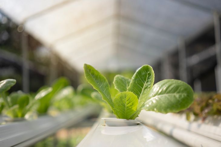 DIY Home Hydroponic Gardening Ideas