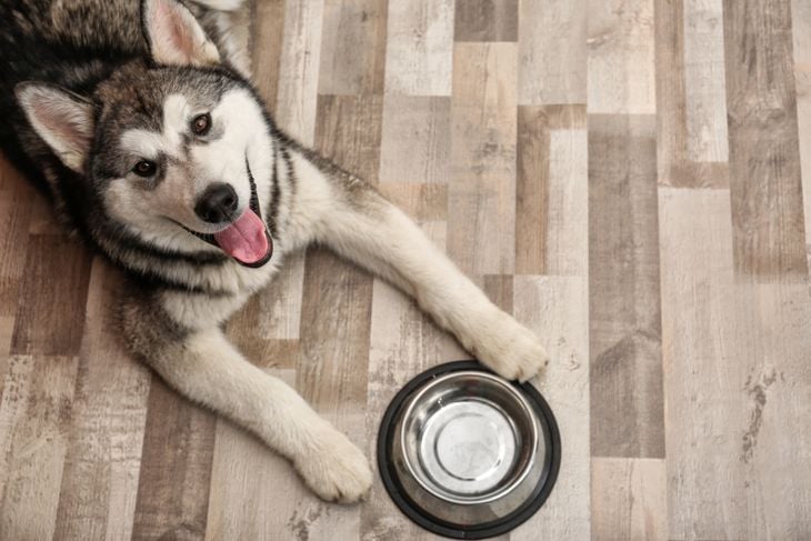 Big, Playful, and Furry: the Alaskan Malamute