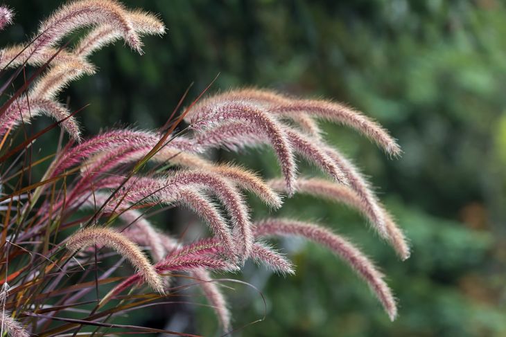 Reinvent Your Garden With Ornamental Grasses