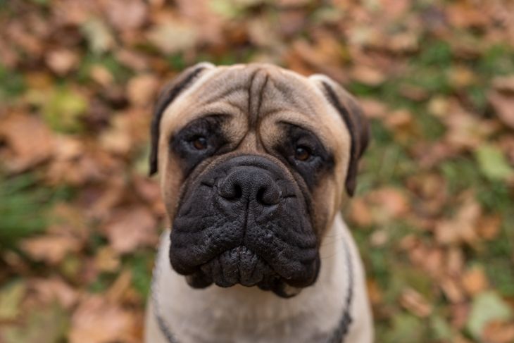 Bullmastiffs: Interesting Facts About This Majestic Canine