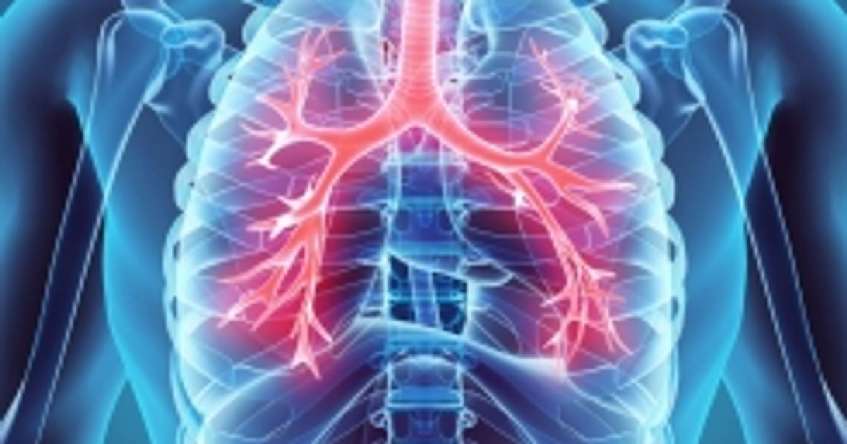 Anatomy and Physiology of the Lungs - Facty Health