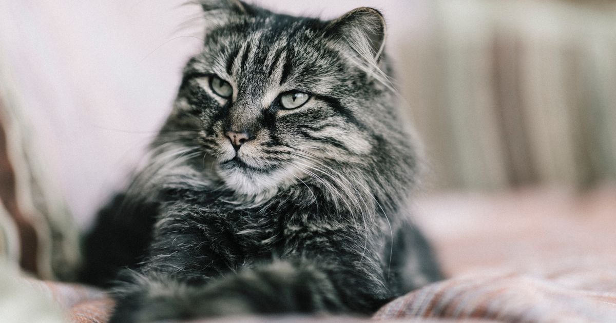 A Guide to Maine Coon Cats Facty
