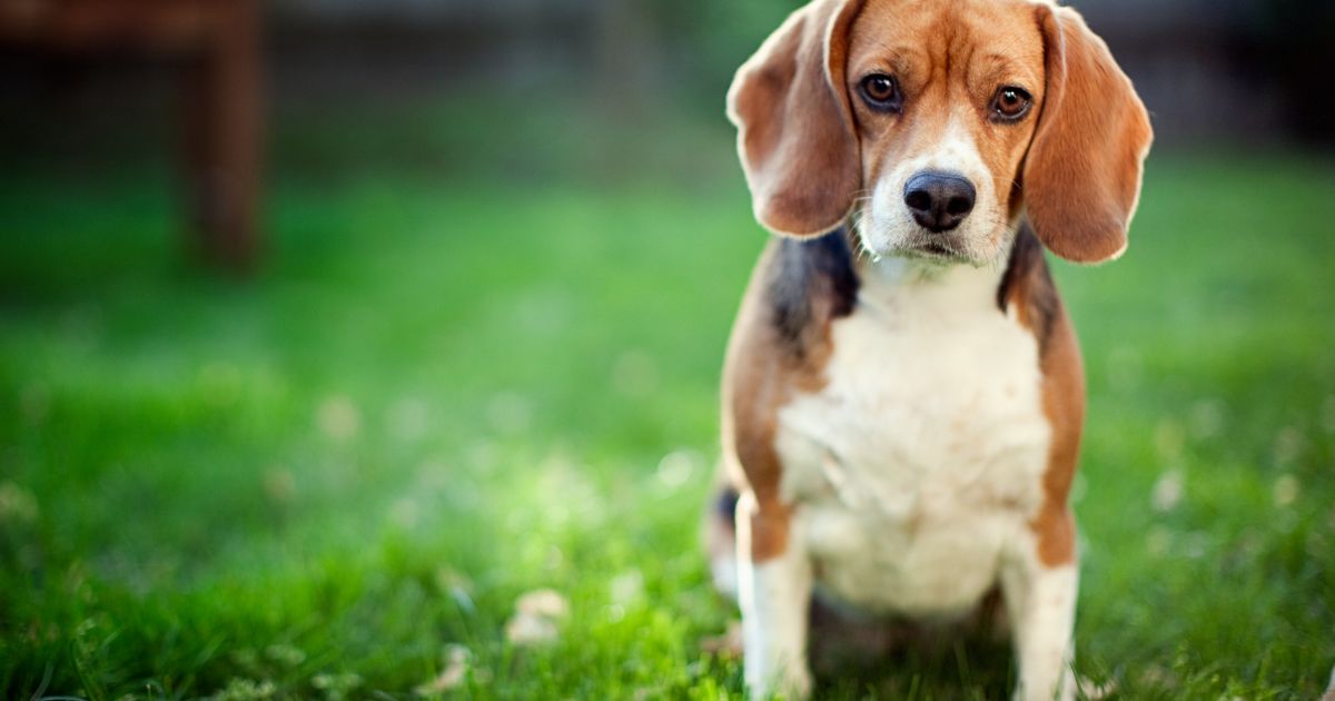 Everything You Need to Know About Beagles Facty