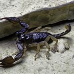 The World's Most Dangerous Scorpions