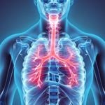 Anatomy and Physiology of the Lungs