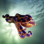 The Most Venomous Animals on Earth