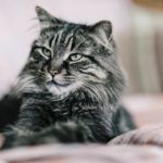 A Guide to Maine Coon Cats